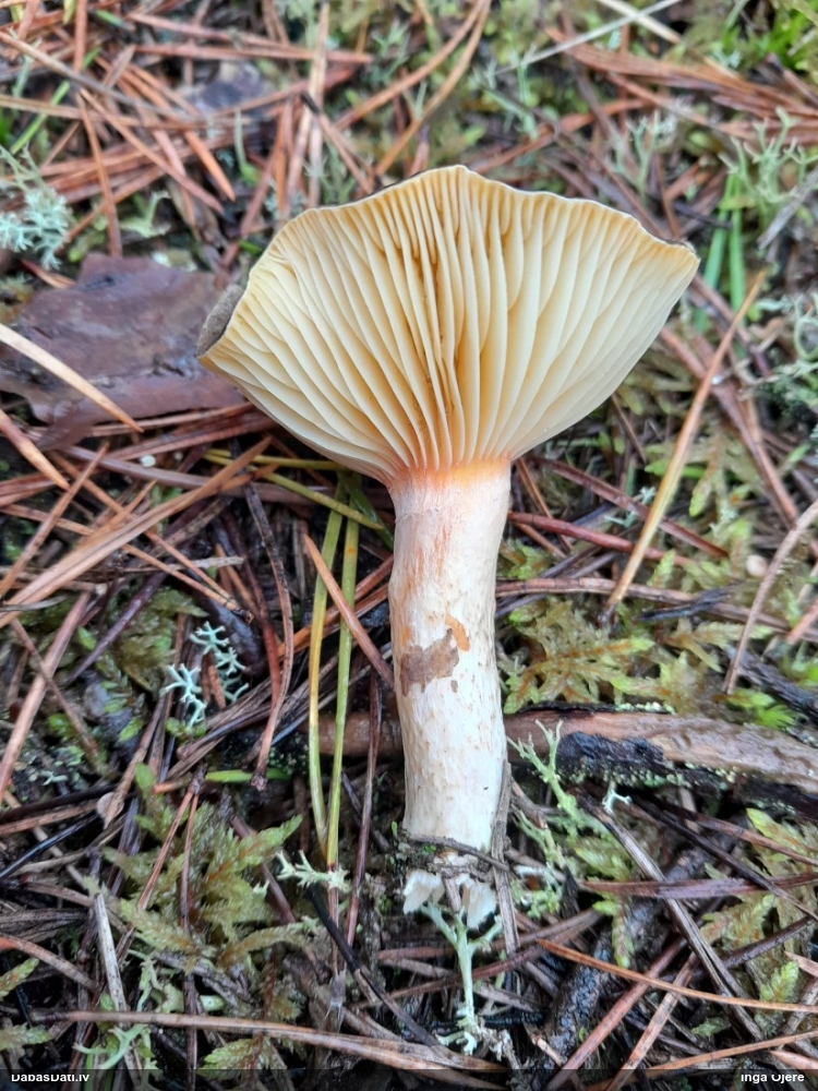 Salnas gliemezene