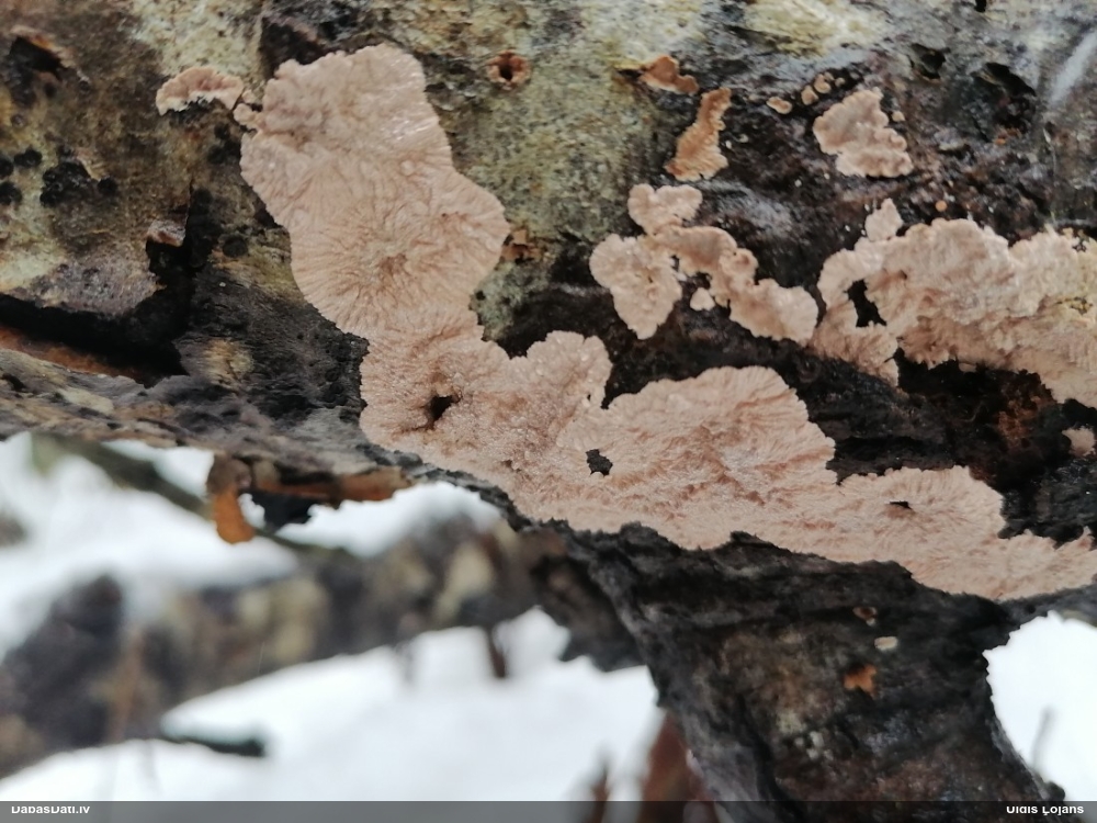 Sēne Corticium roseum