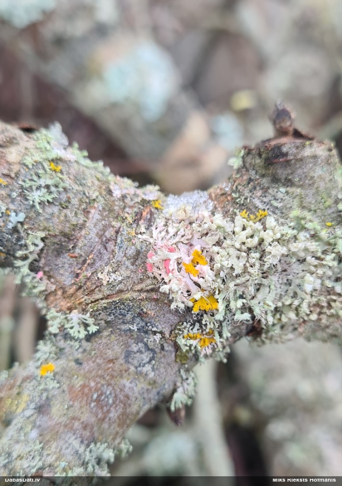 Sēne Illosporiopsis christiansenii