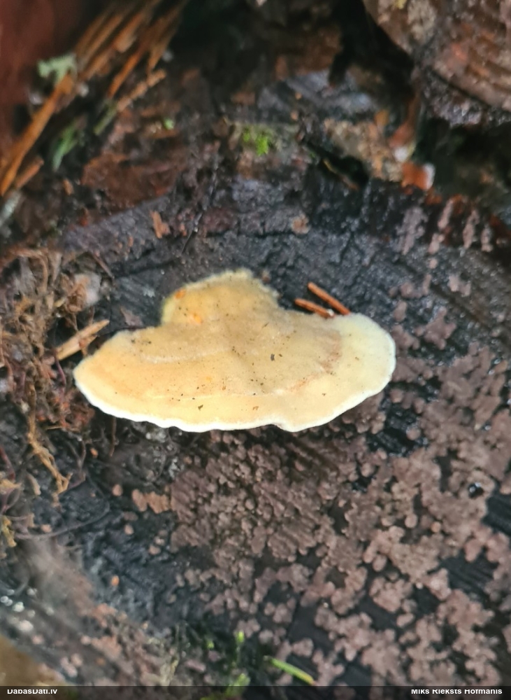 Dzeltenā tauriņpiepe