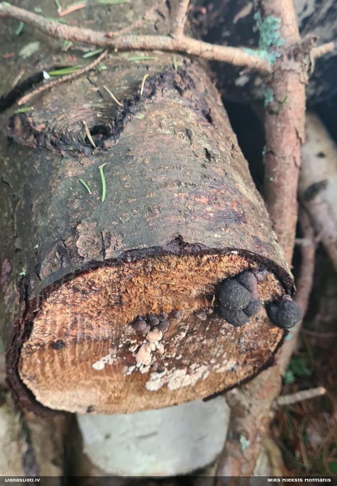 Daldīnija (nenoteikta)