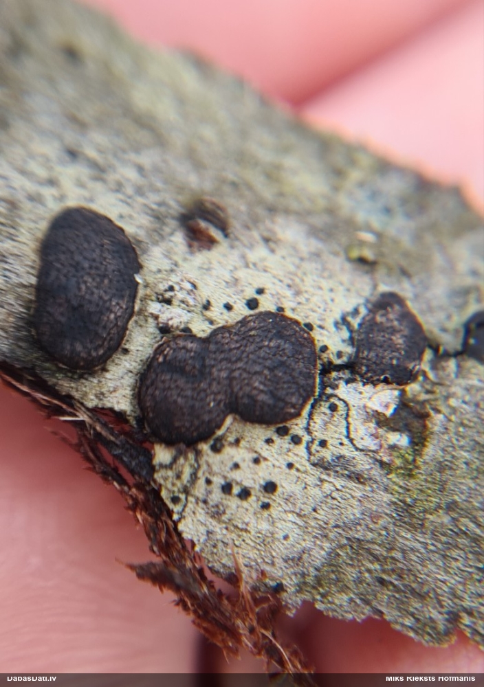 Sēne Diatrype bullata