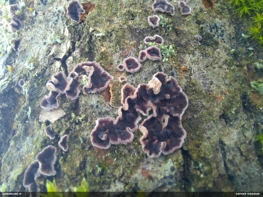 Purpura sīkpiepe