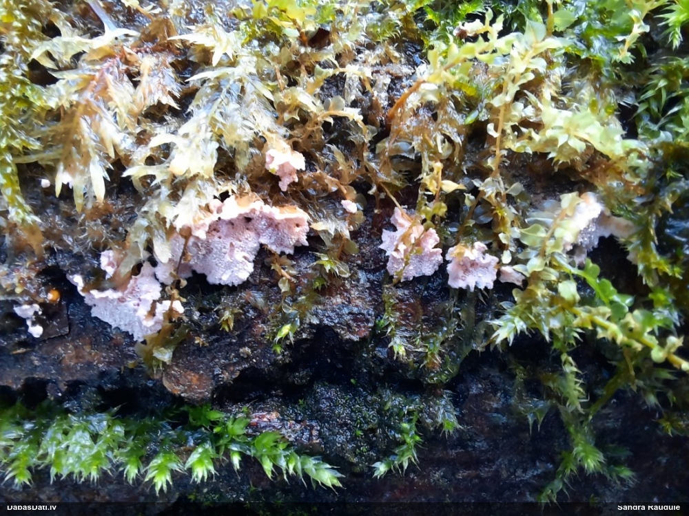 Sēne Laxitextum bicolor