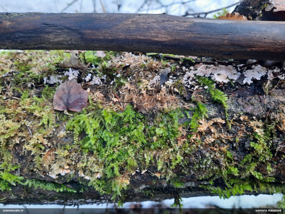Sēne Laxitextum bicolor