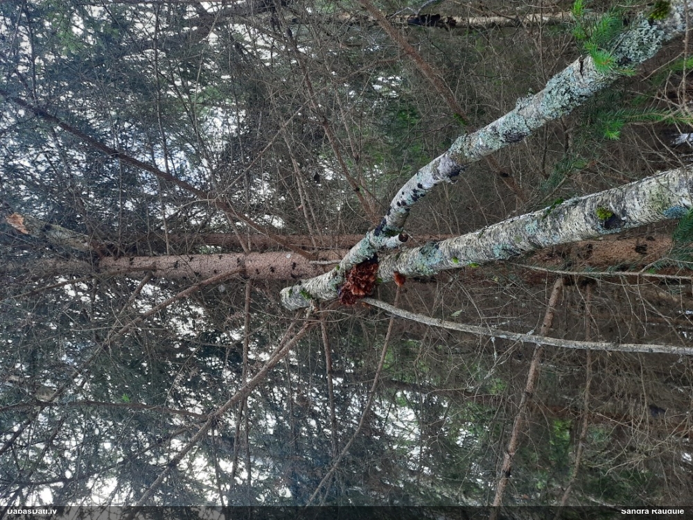 Brūnā receklene