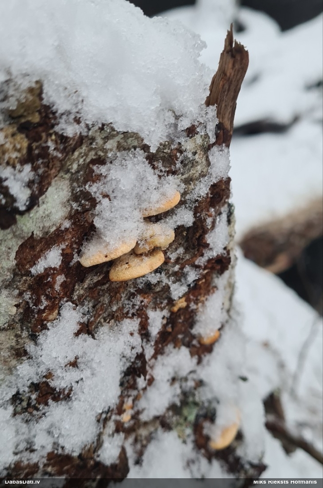 Sēne (nenoteikta)