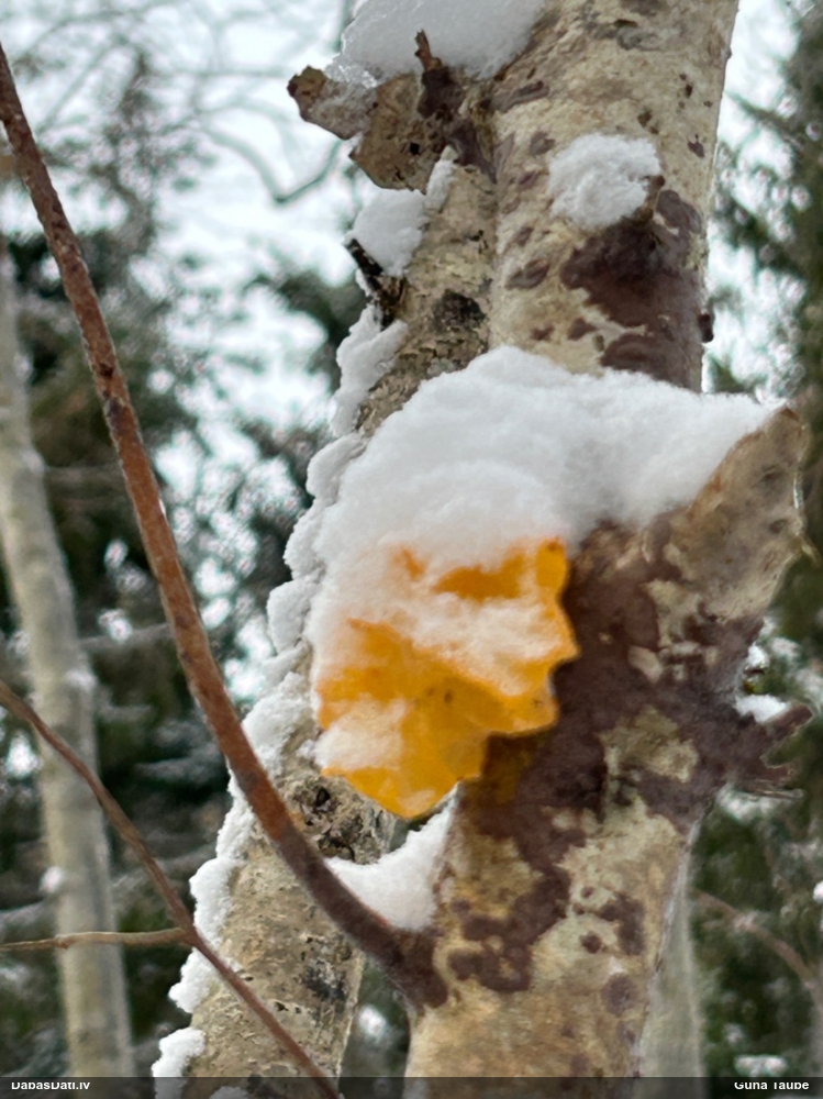 оранжевая, пленчатая дрожалка