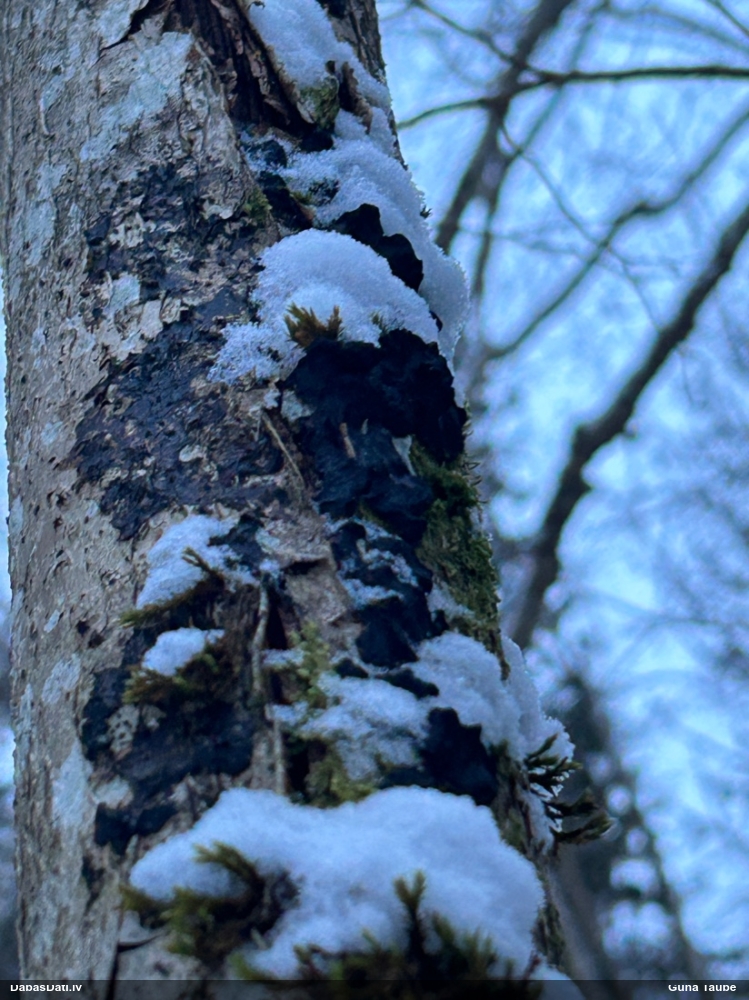 Black Jelly Roll