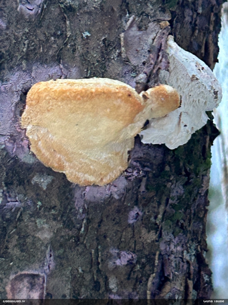 Piepe (nenoteikta)