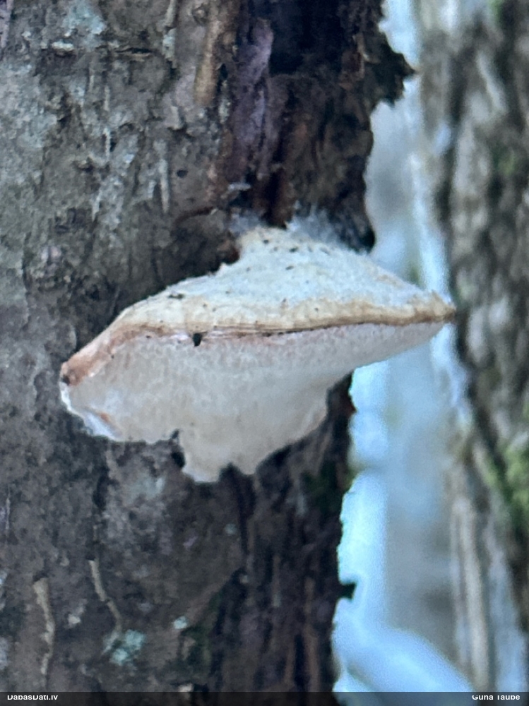 Piepe (nenoteikta)
