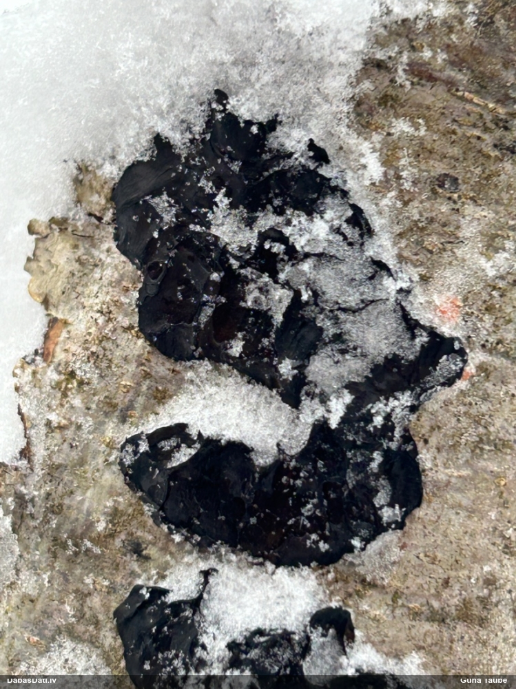 Black Jelly Roll