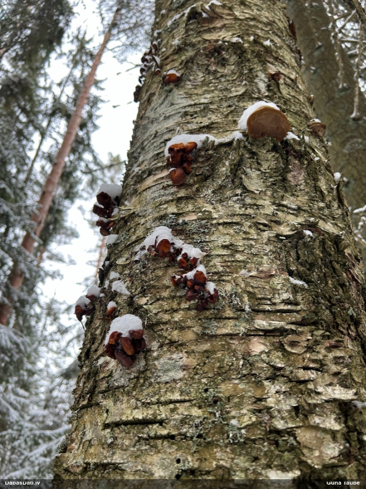 Samtainā ziemene (ziemas celmene)