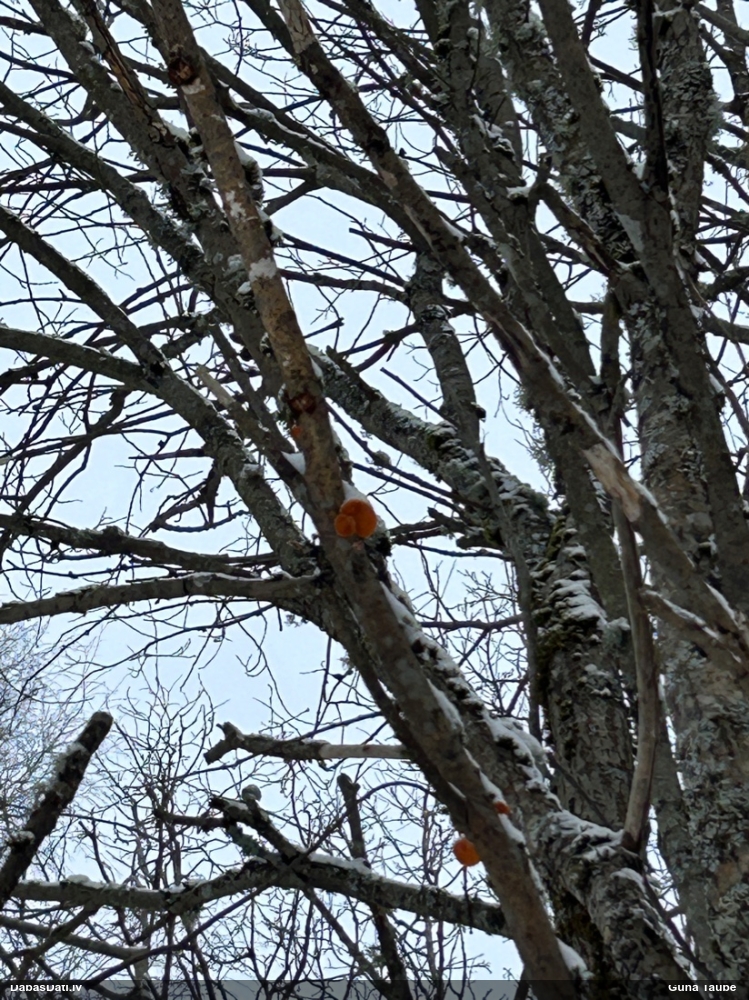 Oranžā puslocene
