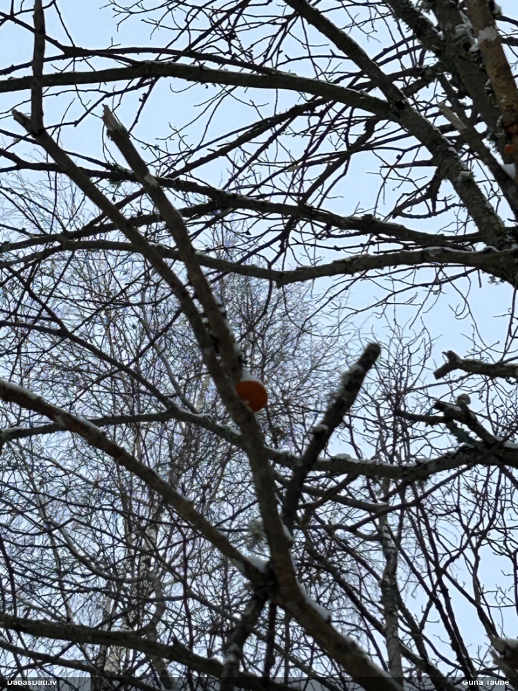 Oranžā puslocene