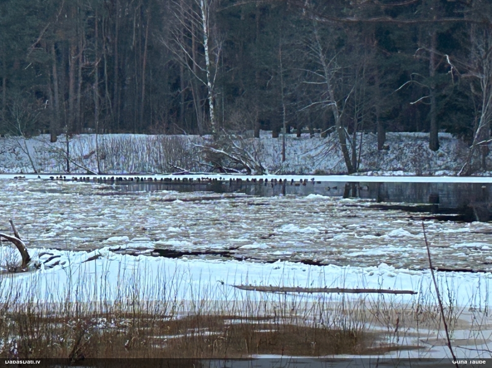 кряква