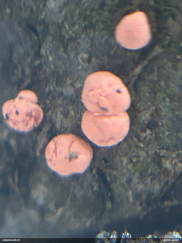 Nektrija Nectria peziza