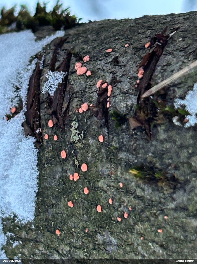 Nektrija Nectria peziza