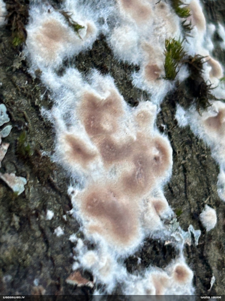 Klājeniska sēne (nenoteikta)