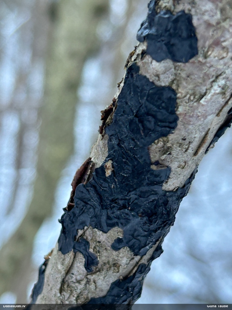Black Jelly Roll