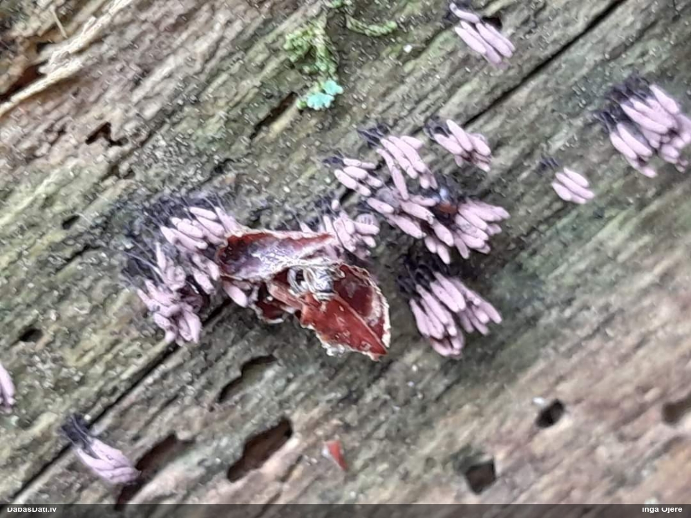 Neievērotā cilindrīte