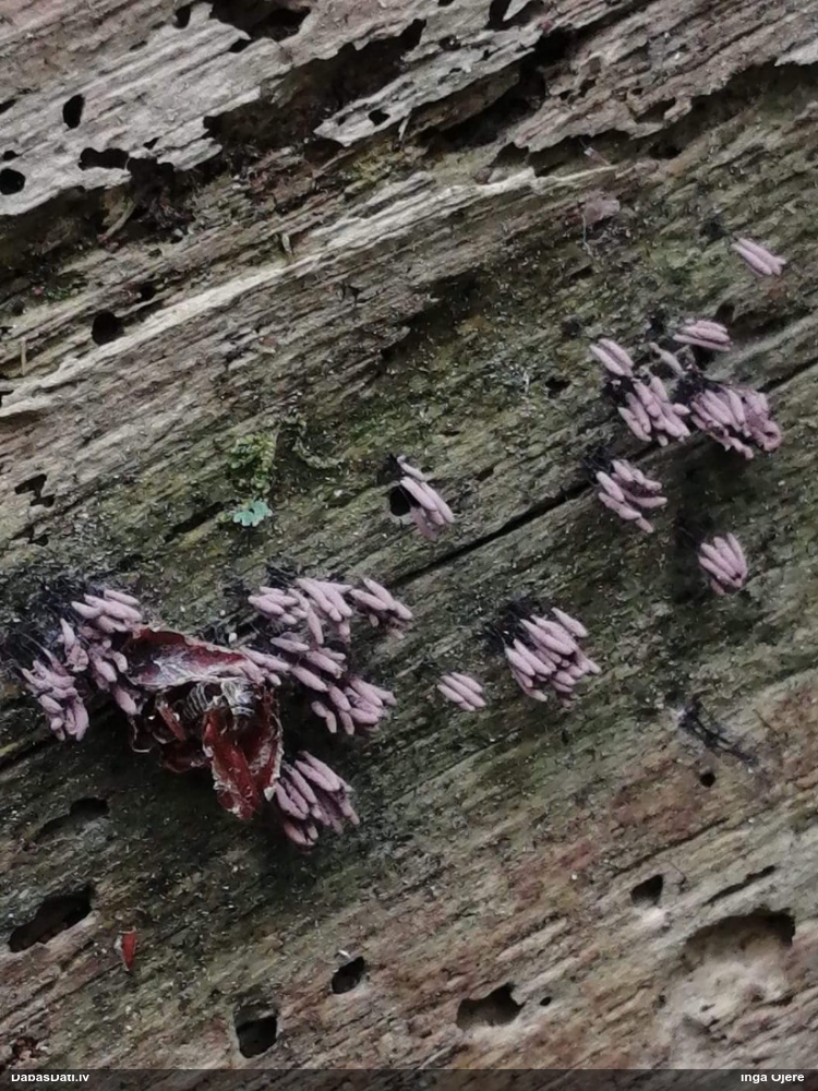 Neievērotā cilindrīte