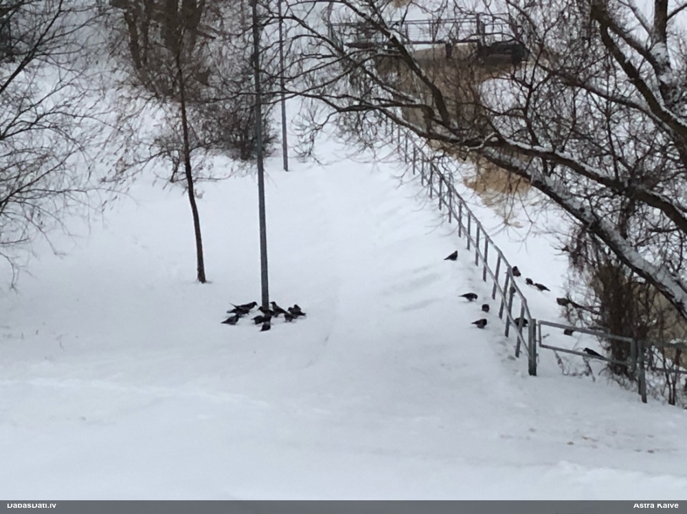 ворона