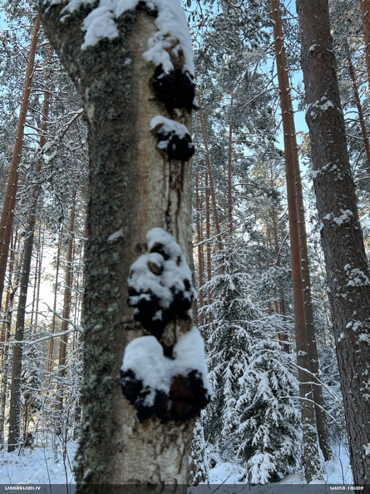 Melnā spulgpiepe, čaga