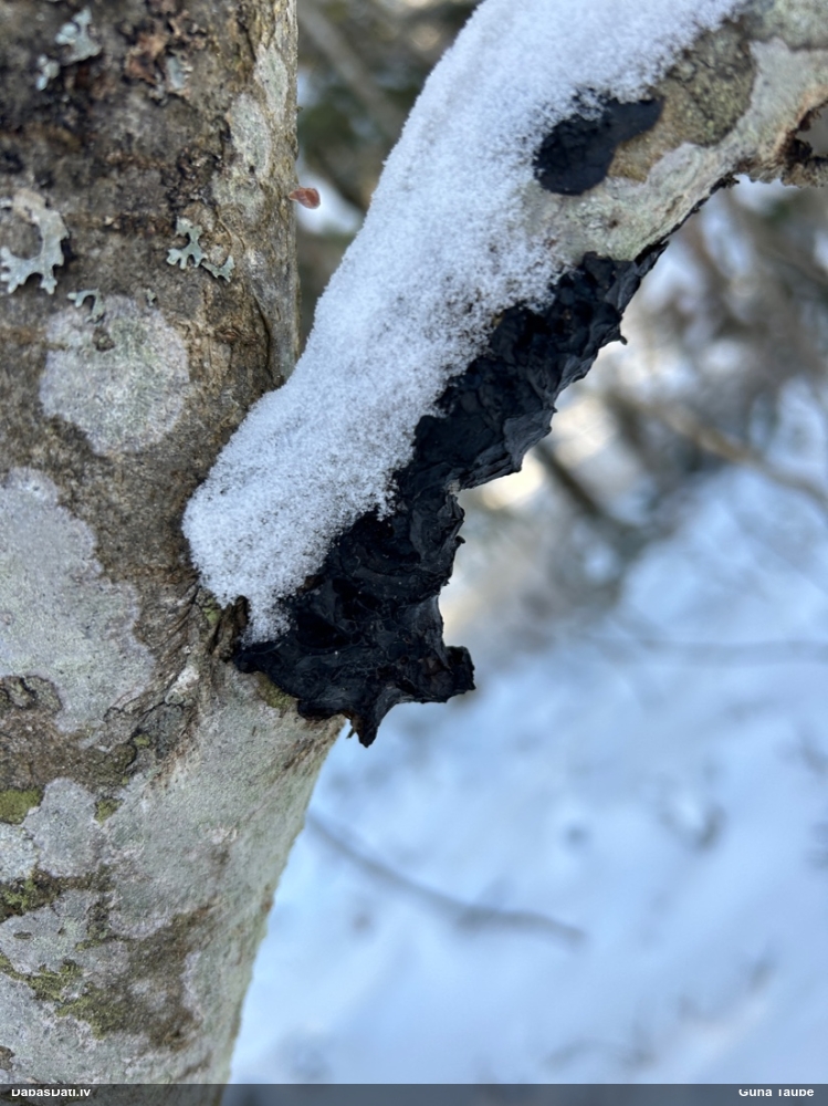 Black Jelly Roll
