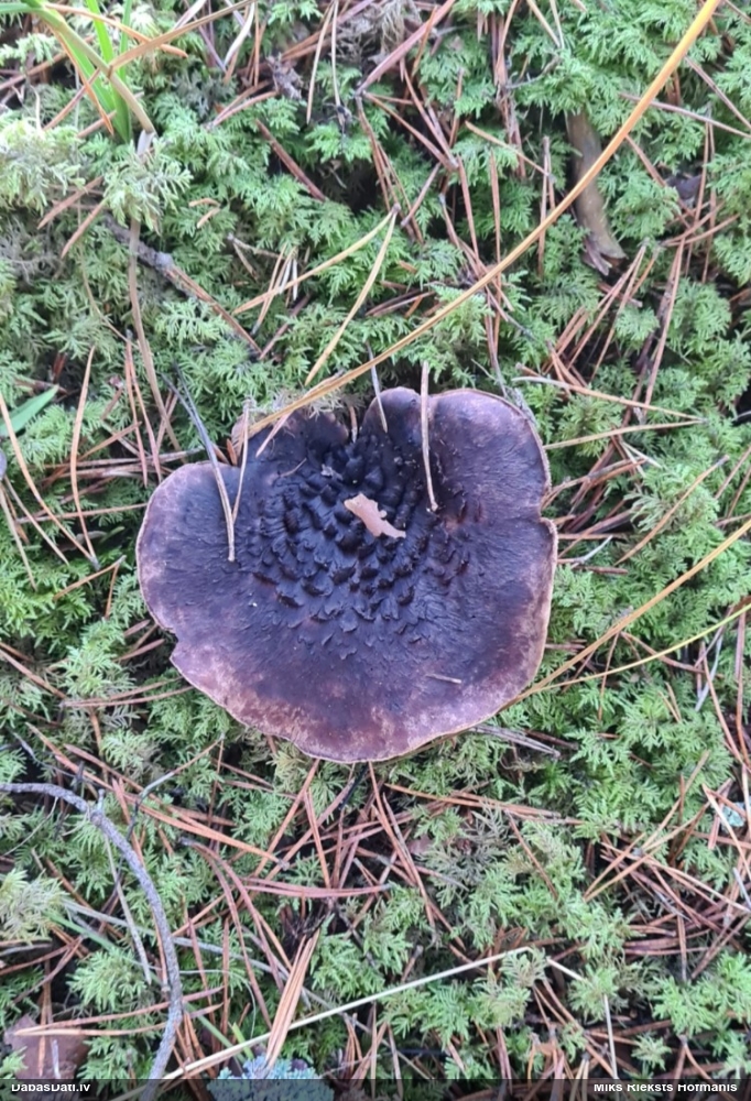 pursla