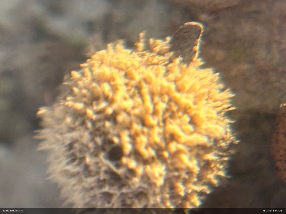 Sēne Hypoxylon sp.