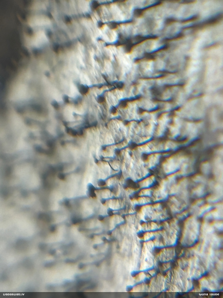 Henotēka Chaenotheca brunneola