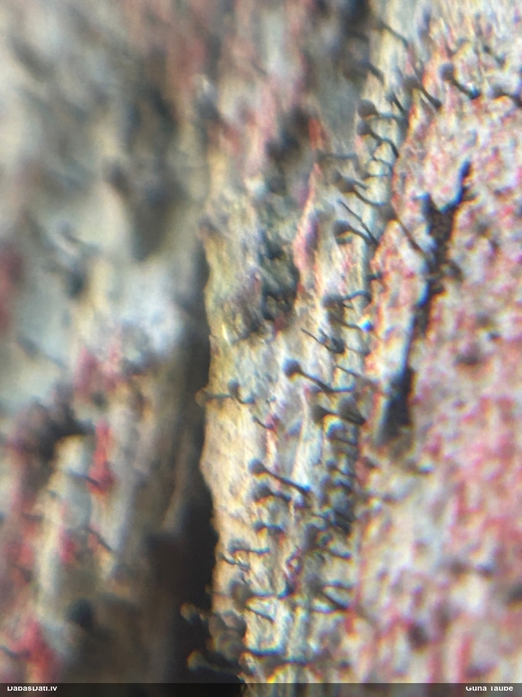 Henotēka Chaenotheca brunneola