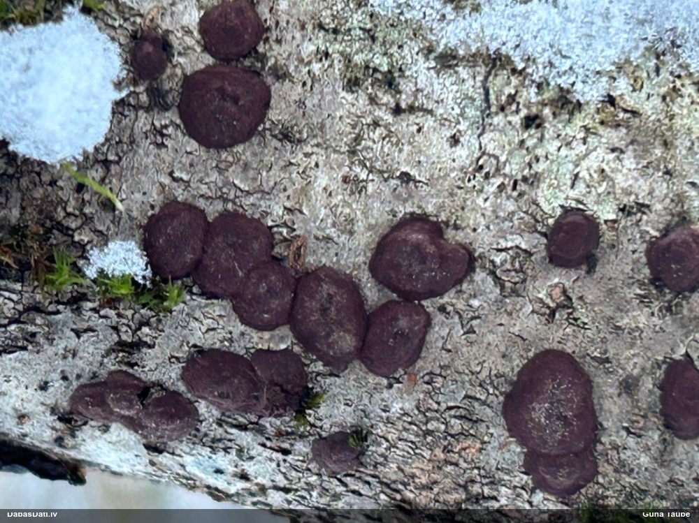 Sēne Hypoxylon fuscum