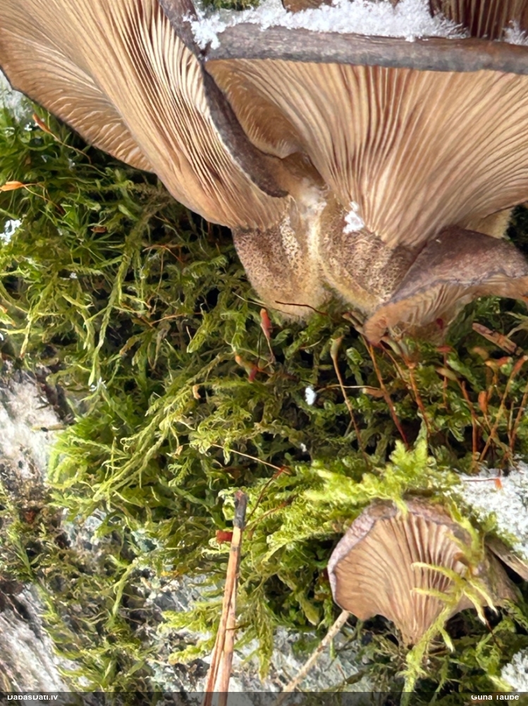 Vēlā pundurkamolene