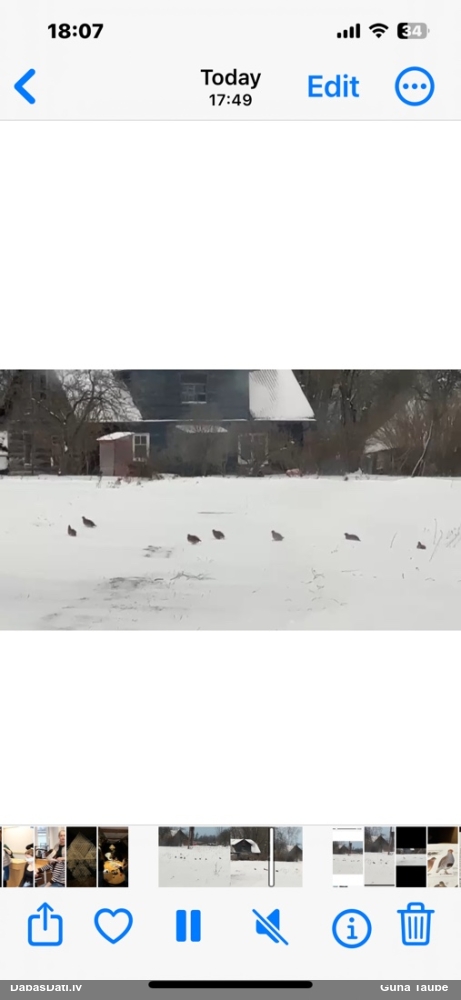 серая куропатка