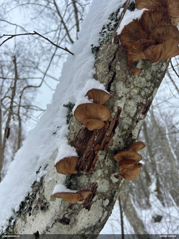 Vēlā pundurkamolene