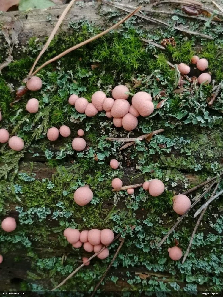 Vilkpienaine (nenoteikta)