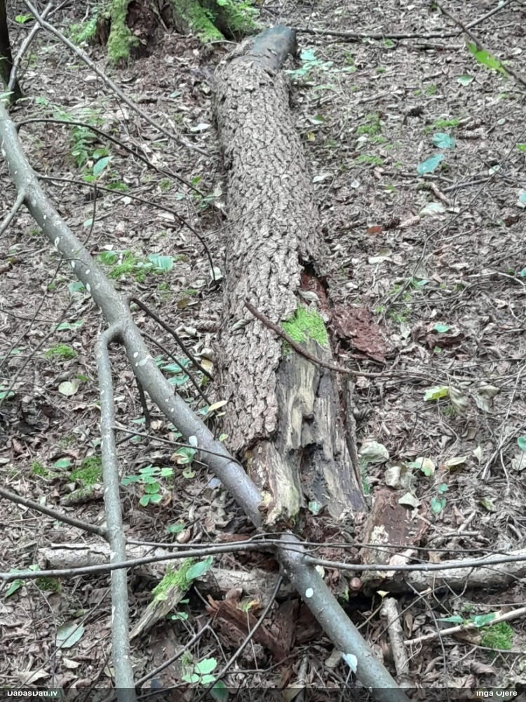 Vilkpienaine (nenoteikta)