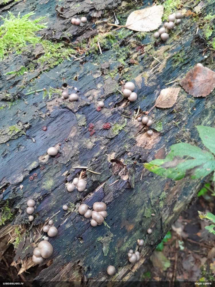 Vilkpienaine (nenoteikta)