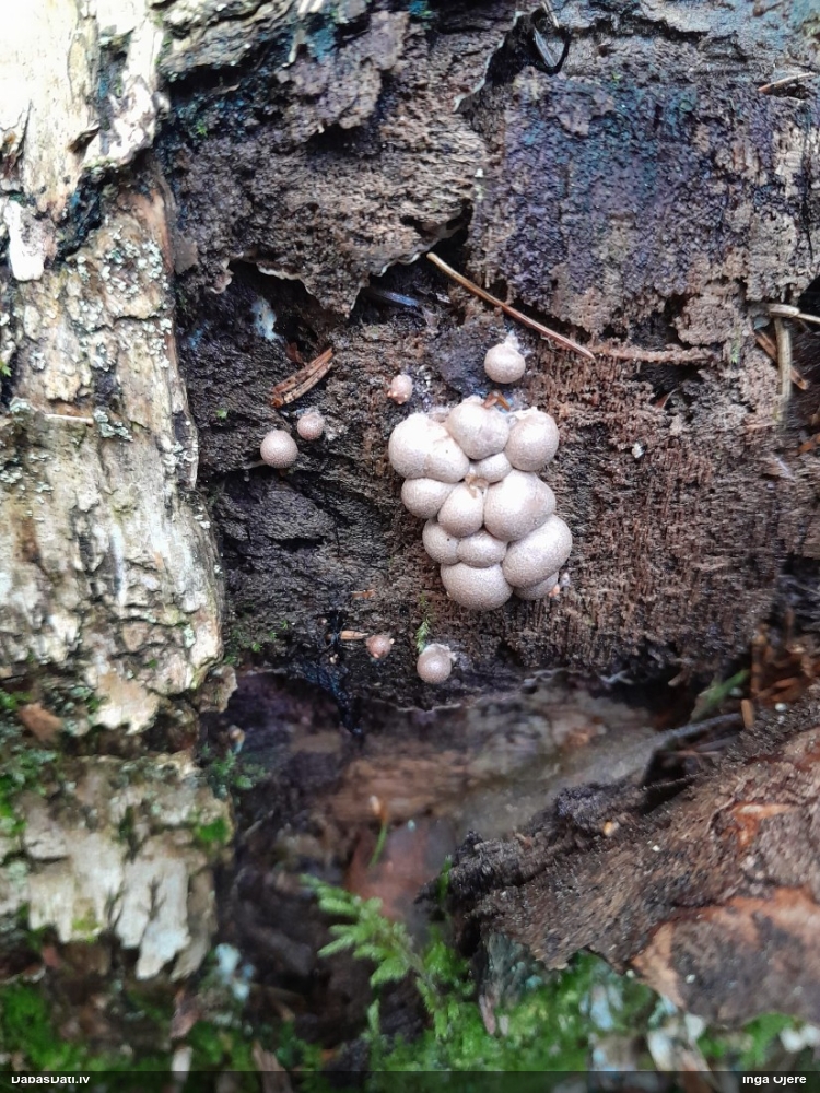 Vilkpienaine (nenoteikta)