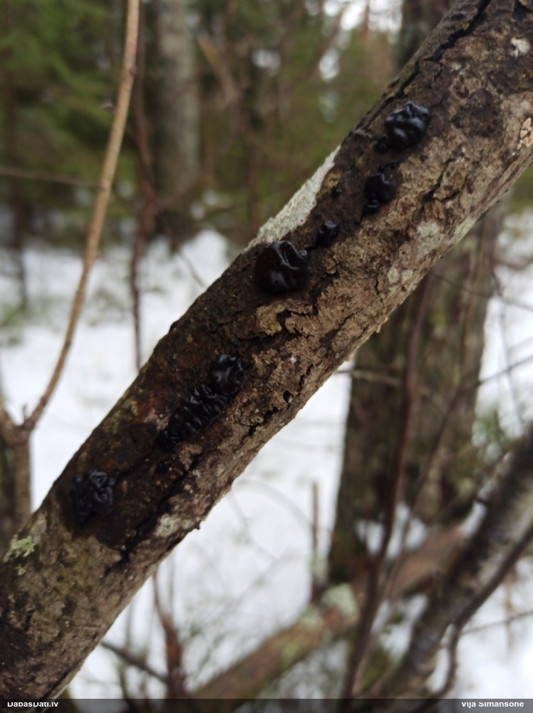 Black Jelly Roll