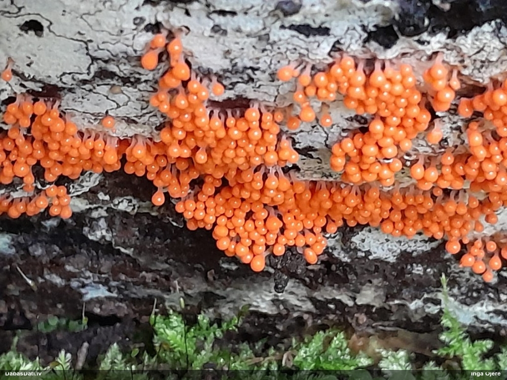 Maldinošā / krāterformas pilienīte