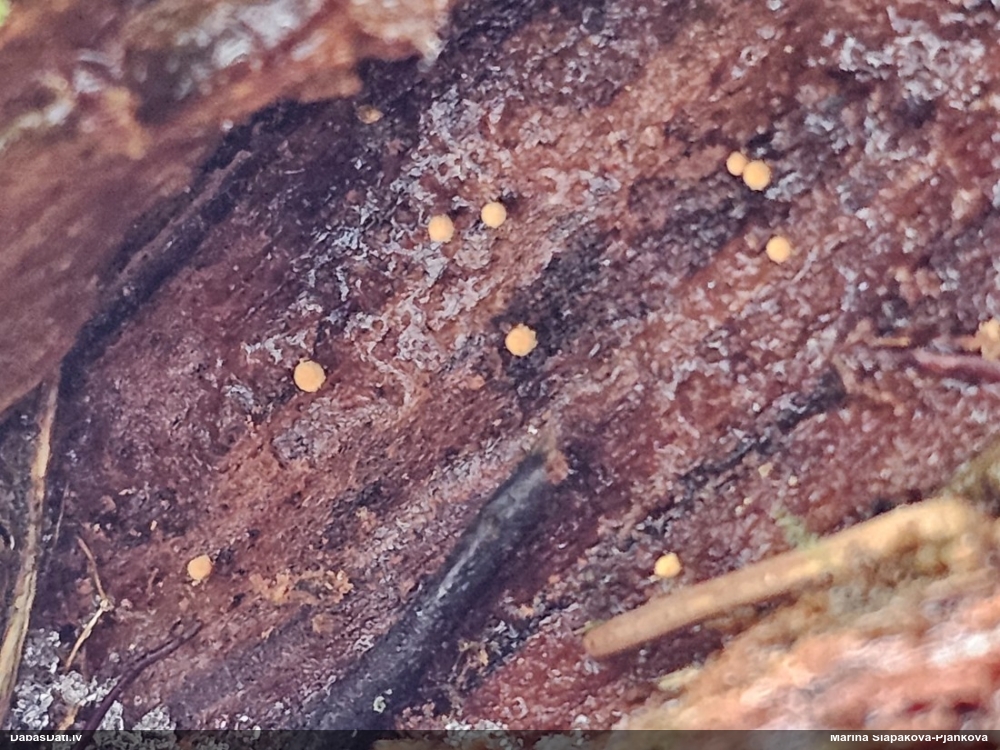 Rūsganā lākturīte