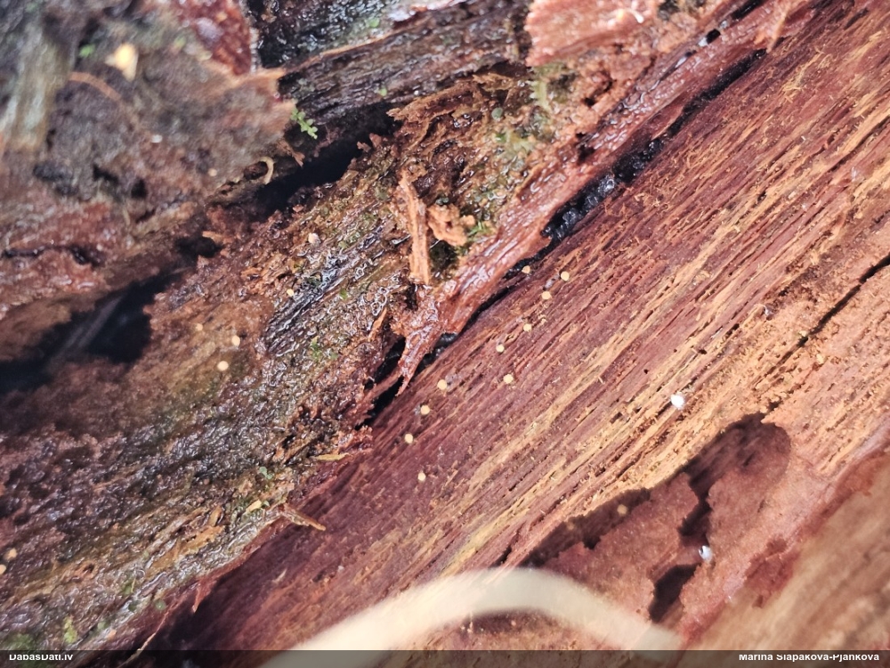 Rūsganā lākturīte