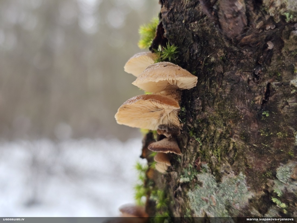 Pundurkamolene Panellus sp.