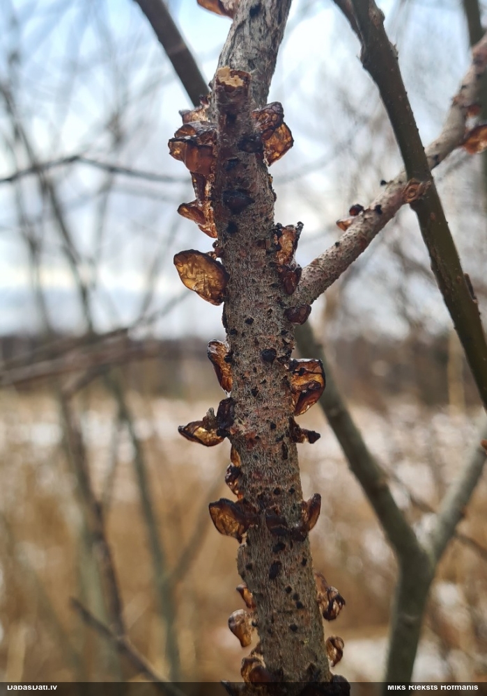Saplacinātā eksīdija