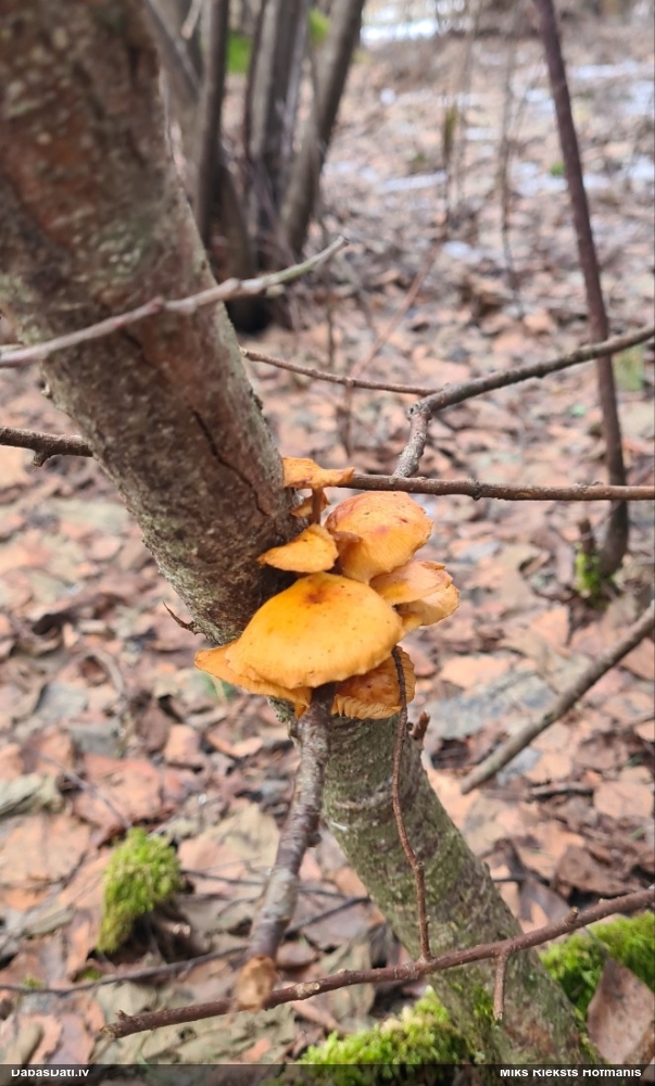 Samtainā ziemene (ziemas celmene)