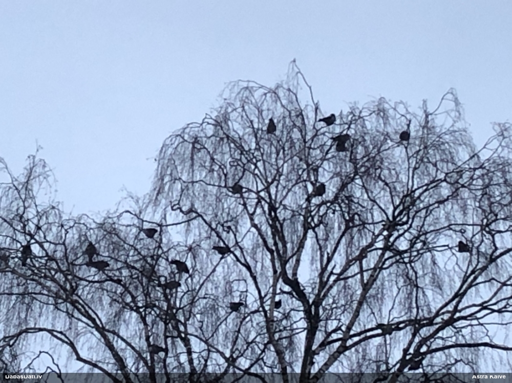 ворона