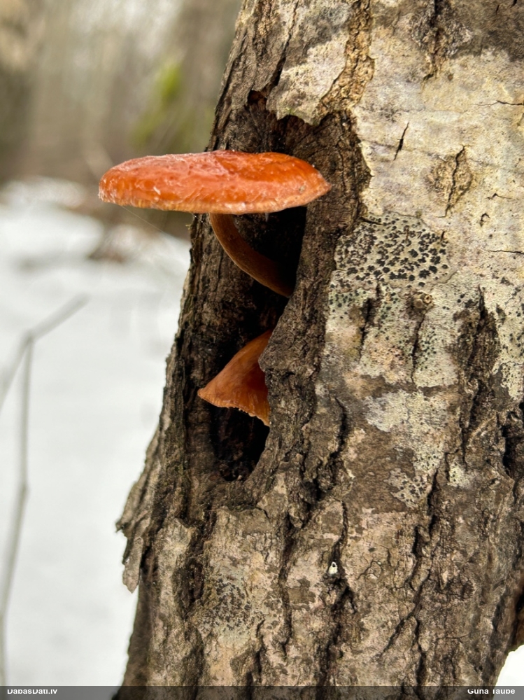 Samtainā ziemene (ziemas celmene)
